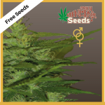 Zenta (Regular Seeds) - Free Seeds - John Sinclair Seeds