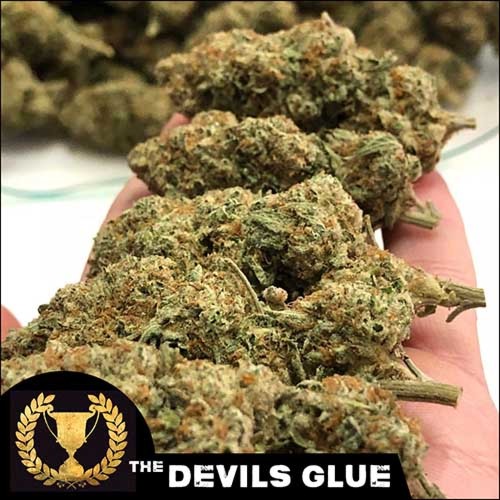 The Devils Glue (Feminized Seeds) - Devil's Harvest Seeds