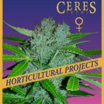 Blueberry Gelato (Feminized Seeds) - Ceres Seeds
