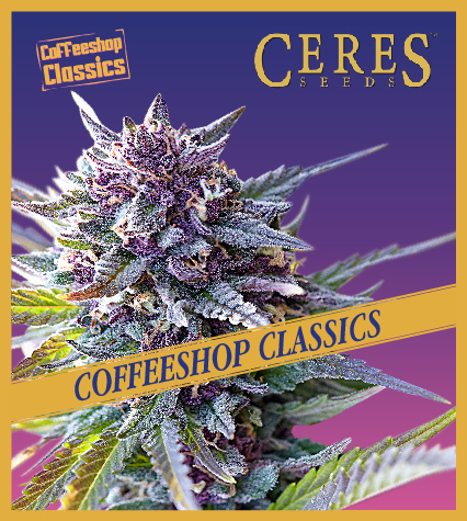 Purple Haze (Feminized Seeds) – Ceres Seeds