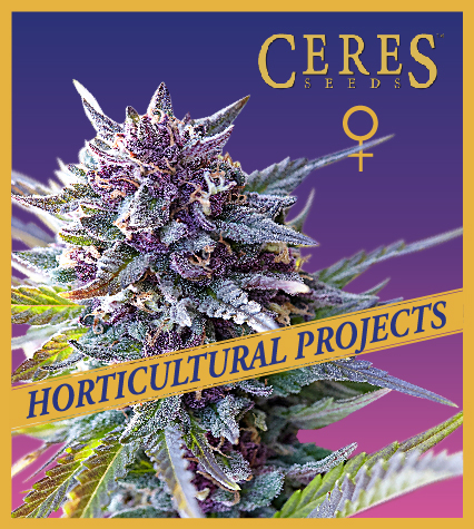 Purple Haze (Feminized Seeds) - Ceres Seeds