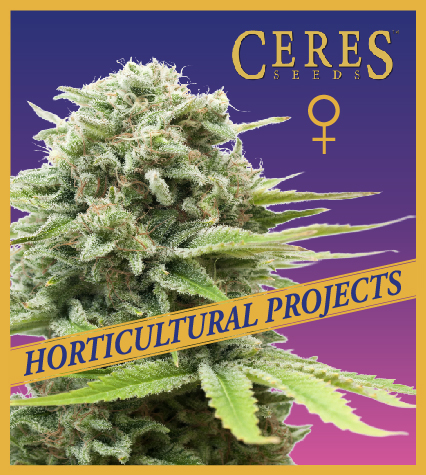 Strawberry Lemon Haze (Feminized Seeds) – Ceres Seeds