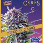 Auto Purple Haze (Autoflowering Seeds) - Ceres Seeds