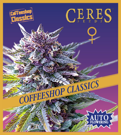 Auto Purple Haze (Autoflowering Seeds) - Ceres Seeds