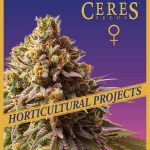 Gorilla Blueberry, (Feminized Seeds) – Ceres Seeds