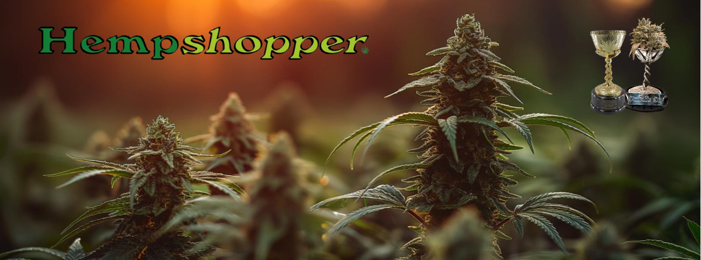 hempshopper amsterdam cannabis seeds